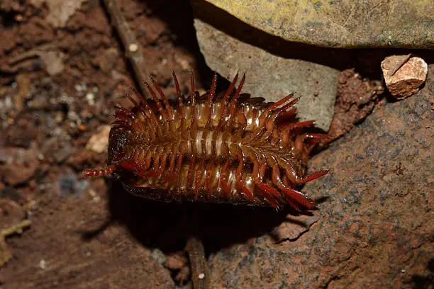 Big brown woodlouse (4cm in size) upside down, showing its numerous legs. Photo taken in Vang Vieng, Laos