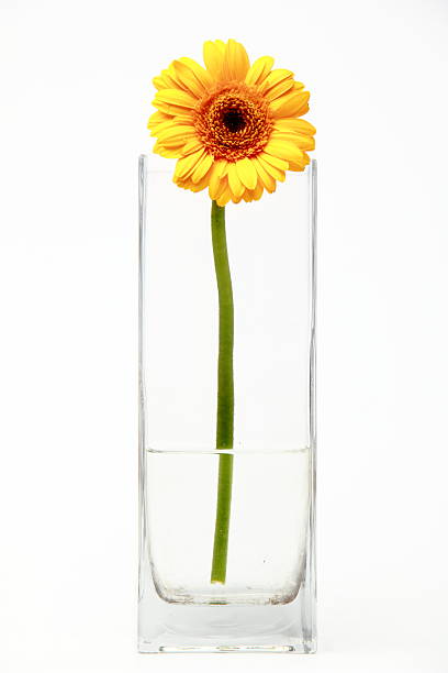 istock Gerbera in a vase with water. 495218884
