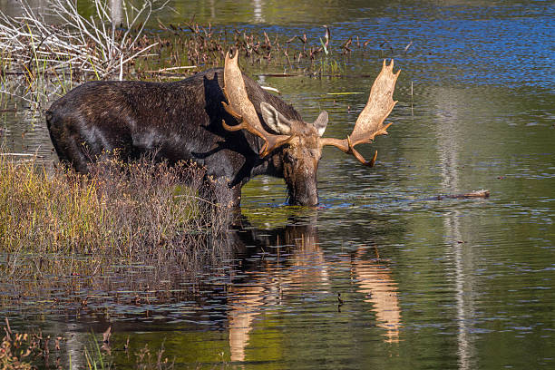 istock Large Bull Moose Feeding on Water Lilies in Autumn 495219030