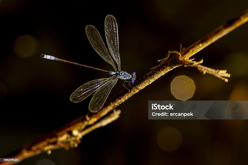 Dragonfly Dragonfly close up shot in nature. 2015 Stock Photo