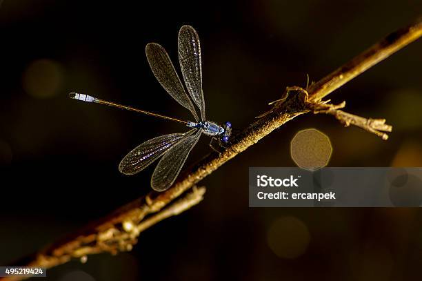 Dragonfly Stock Photo - Download Image Now - 2015, Animal, Animal Body Part