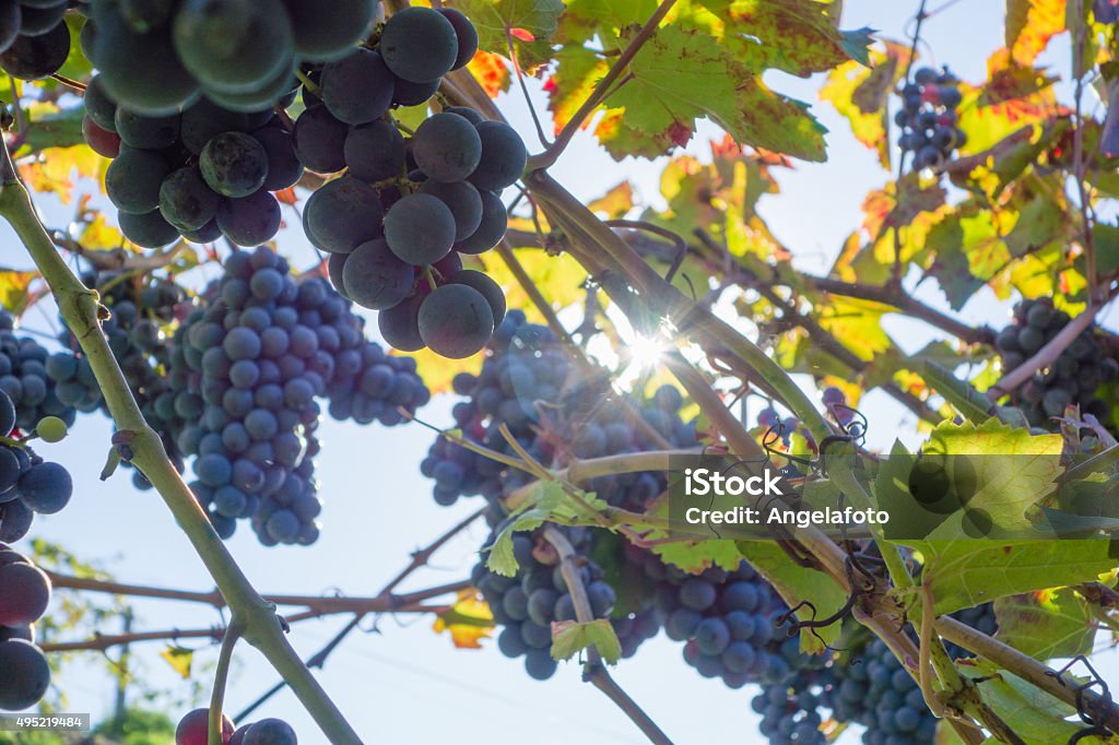 Black Grapes Fruit on Plant Black Grapes Fruit on Plant, view from above. 2015 Stock Photo