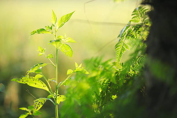 istock soft focus of green leaf for background 495219556