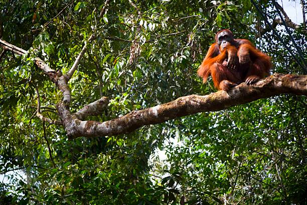 orangutan stock photo