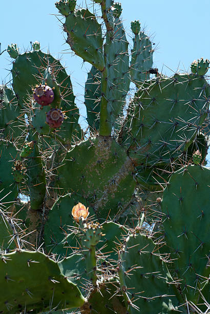 Cactus chumbera flor - foto de stock