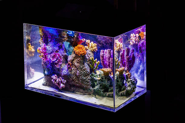istock marine fish tank 495228386