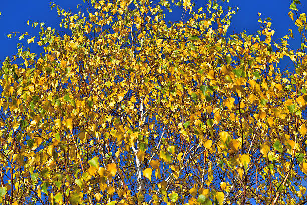 birch tree in fall birch tree in fall, upper austria betula utilis stock pictures, royalty-free photos & images