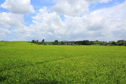 Rice farmland in southern china with good weather