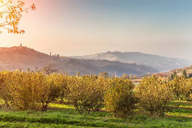 Autumn in Piedmont (Alba - Langhe)