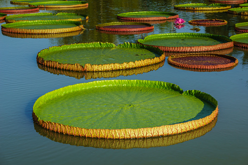 Giant leaves of Victoria Regia, the largest water lily
