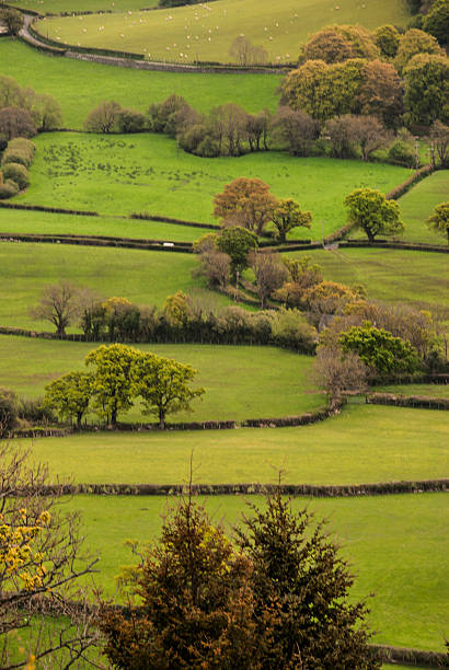 istock Wales Farm Country Landscape Vertical View 495235425