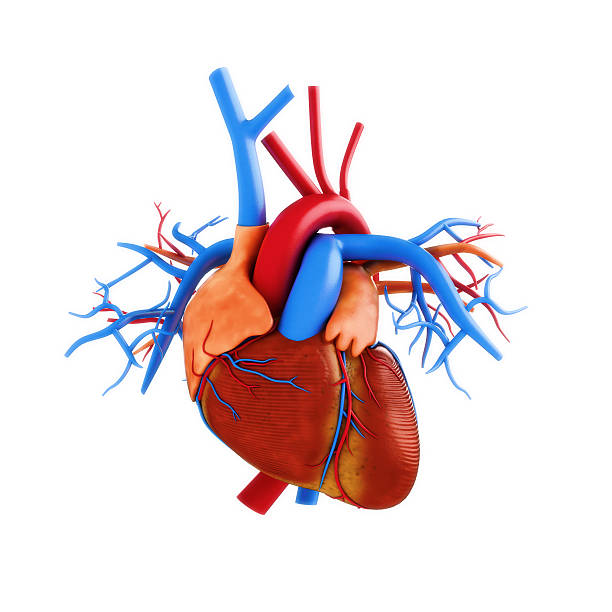 휴머니즘 심장 해부 구조 사진 흰색 배경. - left ventricle 뉴스 사진 이미지