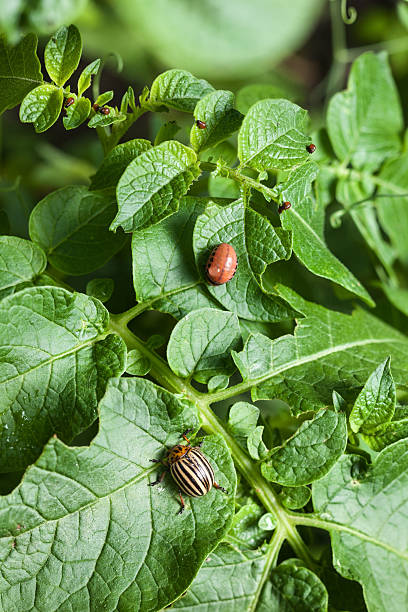 колорадо жук ест картофель plant - chrysomelid стоковые фото и изображения