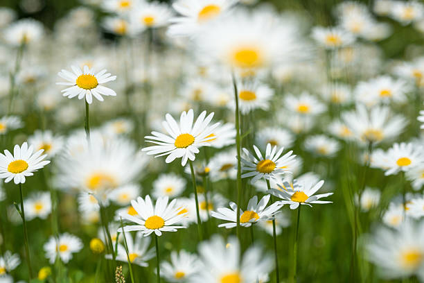 istock lot of daisys - Shallow DOF 495235885