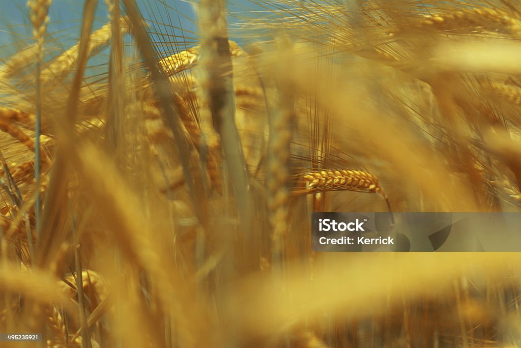 Planta em amarelo campo de centeio - Foto de stock de Agricultura royalty-free