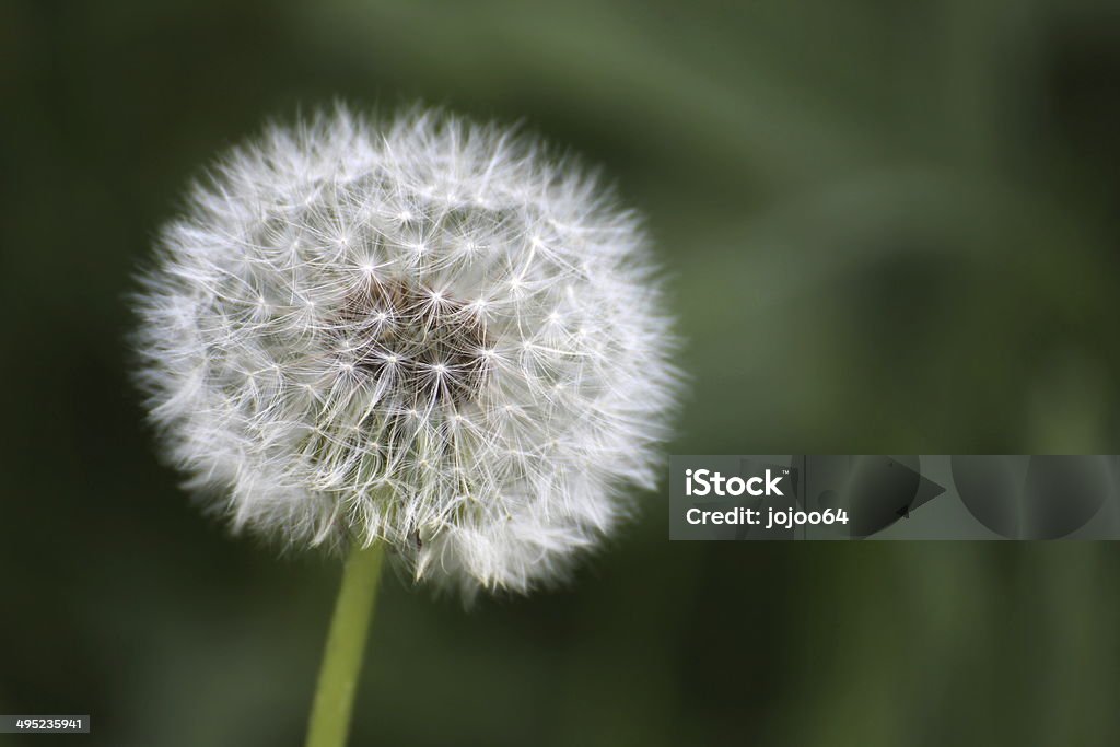 Blowball - Royalty-free Ao Ar Livre Foto de stock