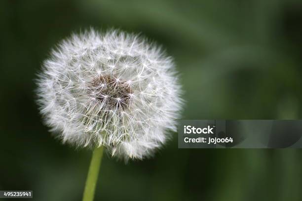 Blowball - Fotografias de stock e mais imagens de Ao Ar Livre - Ao Ar Livre, Beleza natural, Biologia