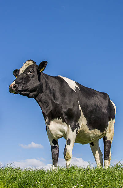 istock Black and white Dutch cow in a meadow 495236029