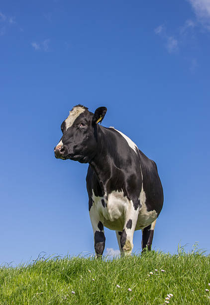 istock Black and white Dutch cow in a meadow 495236051