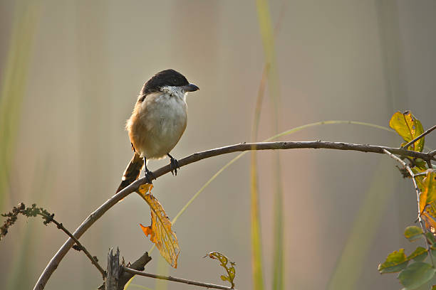 Long-tailed shrike bird in Nepal species Lanius schach lanius schach stock pictures, royalty-free photos & images