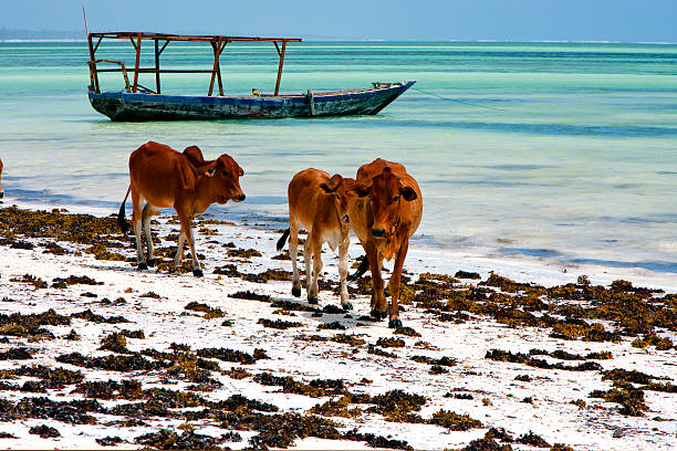 istock boat pirague in the  blue lagoon relax   za 495236663