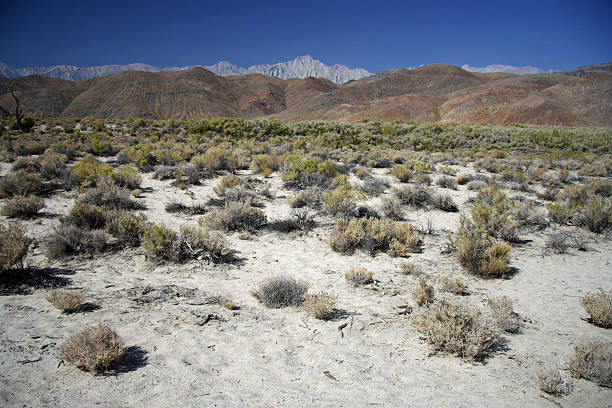 istock California Desert Landscape 495236883