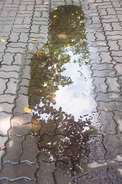 istock the reflection of tree shadow a water in street 495237288