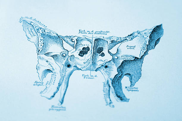 Front of Human Sphenoid Bone Engraving from "Die descriptive und topographische Anatomie des Menschen"; by Dr. C. Heintzmann. Published by Wilhem Braumüller, Vienna (1884). Photographed and edited by J. C. Rosemann. sphenoid bone stock illustrations