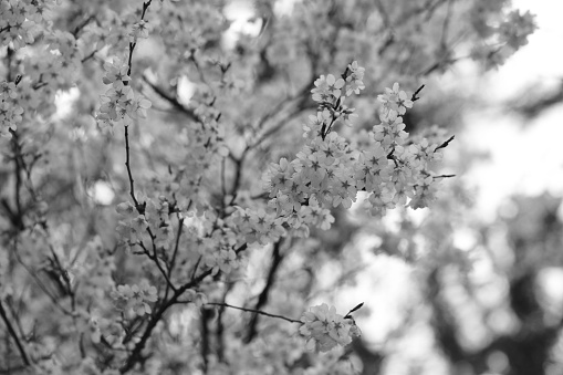 Sakura flower or cherry blossoms in Japan garden,Black and white style.