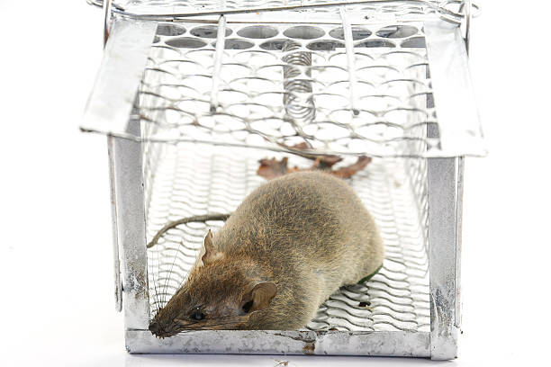 istock rat in the cage trap in white background 495237861