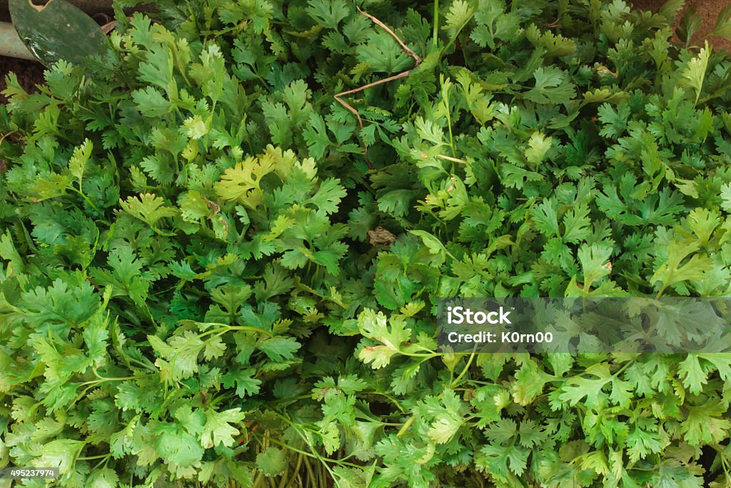 Fresh green Coriander leaves heap Fresh green Coriander leaves heap texture background 2015 Stock Photo