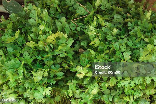 Fresh Green Coriander Leaves Heap Stock Photo - Download Image Now - 2015, Cilantro, Food