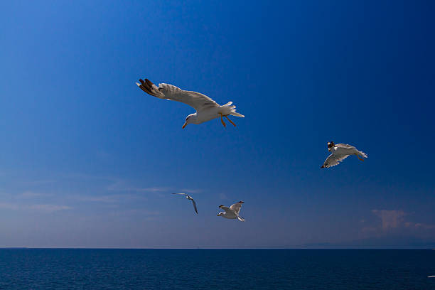 istock Feeding the seagulls from the ferry, Greece 495238012
