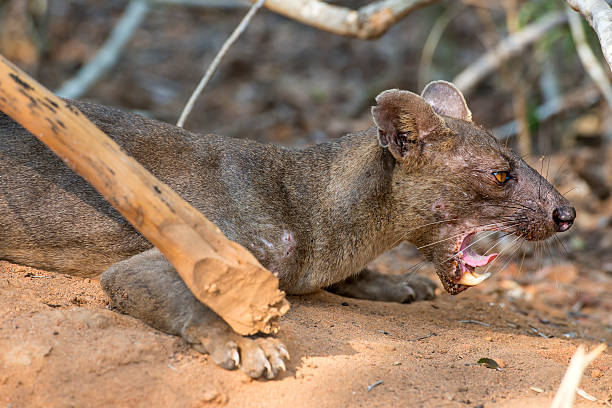 istock Fossa (Cryptoprocta ferox) in wildlife, Madagascar 495238045