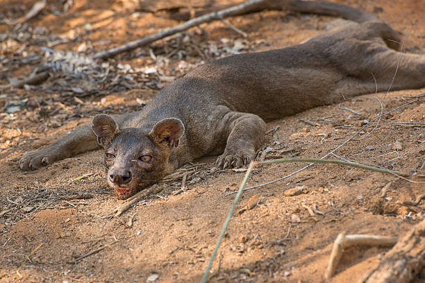 istock Fossa (Cryptoprocta ferox) in wildlife, Madagascar 495238059