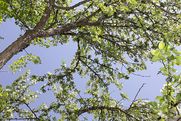 Apple tree stock photo