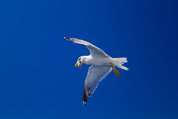 istock Feeding the seagulls from the ferry, Greece 495238514