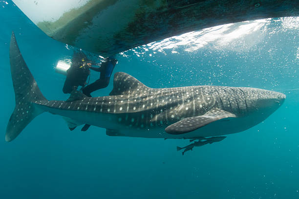 istock Whale Shark approaching a diver underwater in Papua 495239665