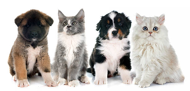 istock puppies and kitten 495240312