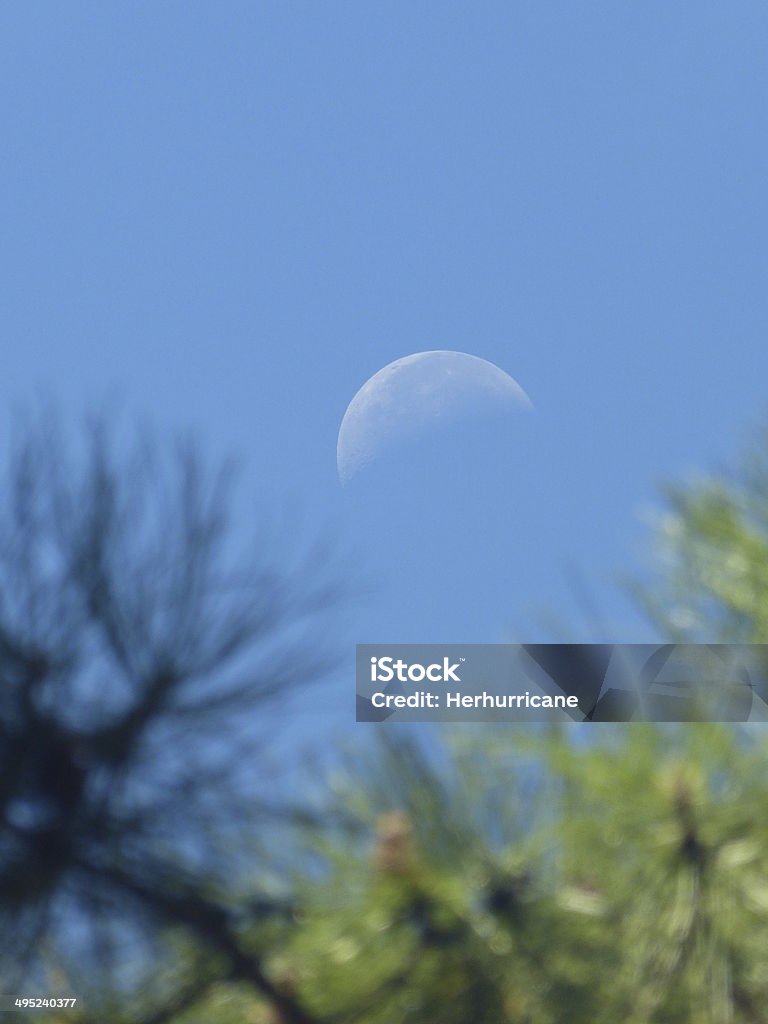 Mond hinter Bäumen - Lizenzfrei Ast - Pflanzenbestandteil Stock-Foto