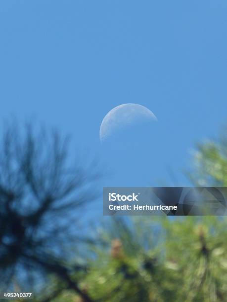 Mond Hinter Bäumen Stockfoto und mehr Bilder von Ast - Pflanzenbestandteil - Ast - Pflanzenbestandteil, Baum, Bildschärfe