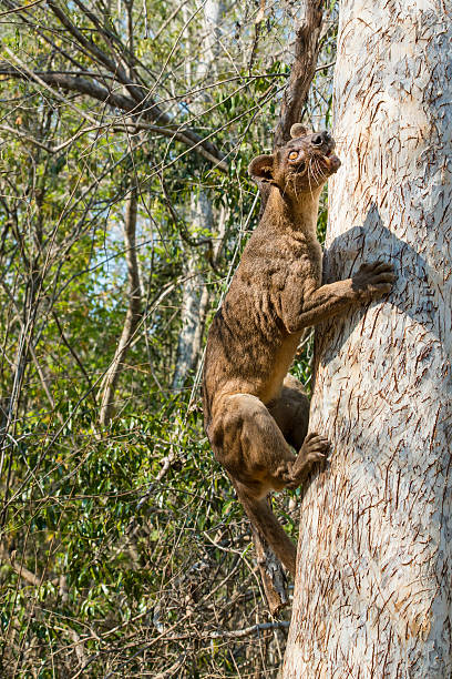 istock Fossa (Cryptoprocta ferox) in wildlife, Madagascar 495241093