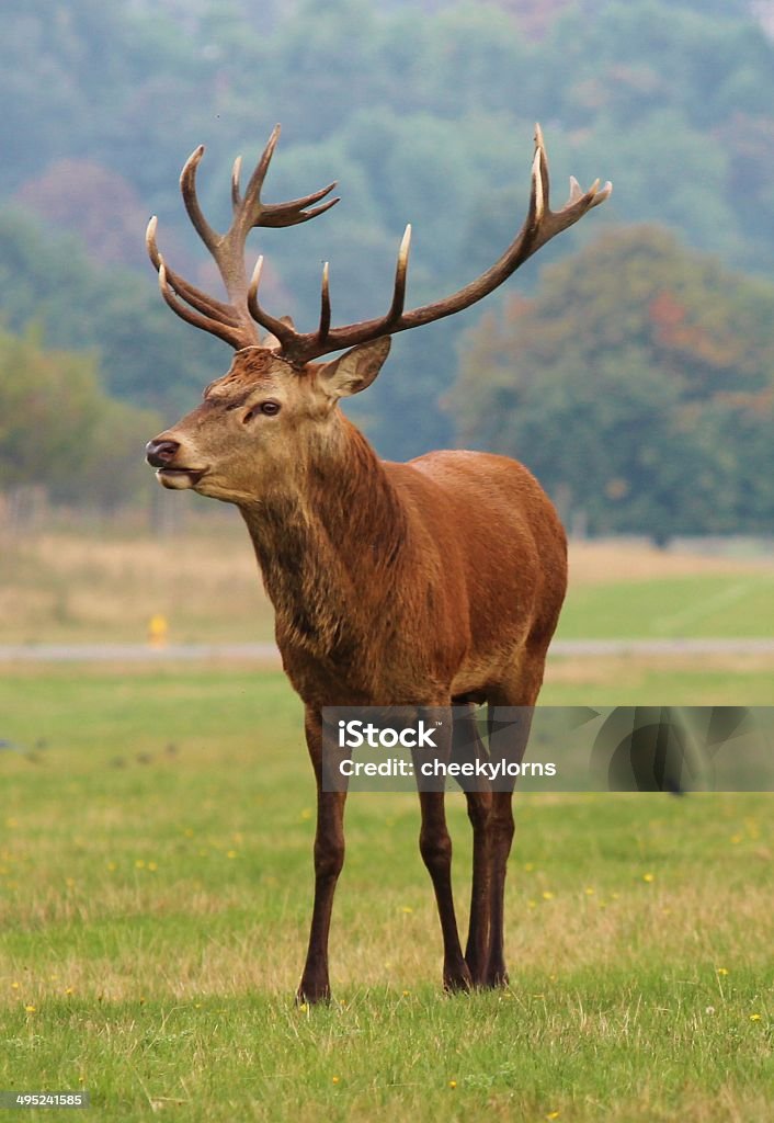 red deer cerf dans le champ - Photo de Assis libre de droits