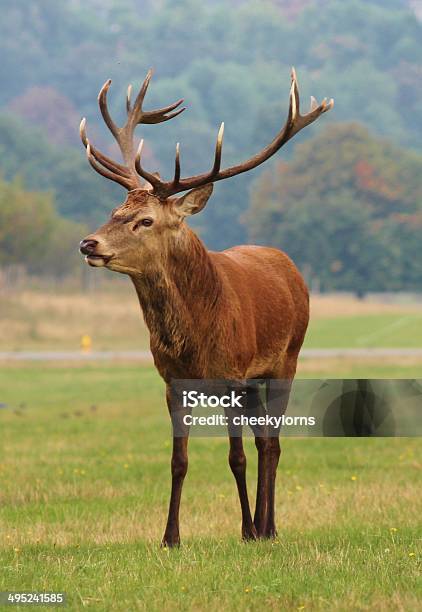 Cervo Cervo Nel Campo Rosso - Fotografie stock e altre immagini di Animale - Animale, Animale selvatico, Cervo - Cervide