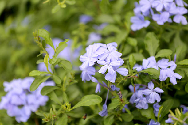istock Purple flowers that blooming. 495241586