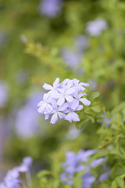 istock Purple flowers that blooming. 495241724