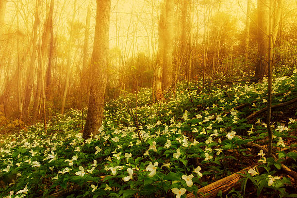 White Trilliums growing on a wooded Hillside on a misty morning. Trillium grandiflorum is the official emblem of the Province of Ontario and the State Wildflower of Ohio.