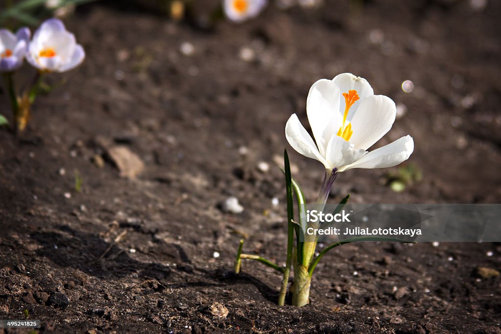 crocus flower crocus flower growing out of the ground Beauty In Nature Stock Photo