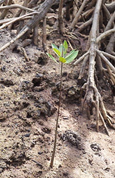 istock young mangrove tree in sand at reforeststion 495241939