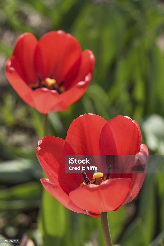 Rosso primavera tulipani fiori in verde erba - Foto stock royalty-free di Bellezza naturale